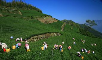 冻顶山